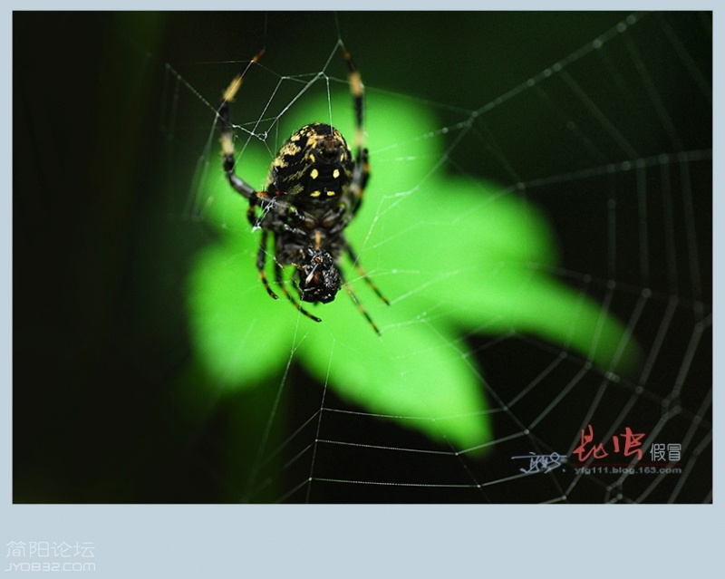 蜘蛛（三）——28.jpg
