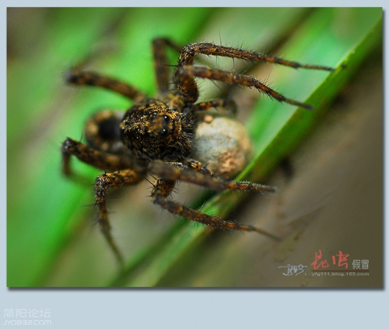 蜘蛛（三）——29.jpg