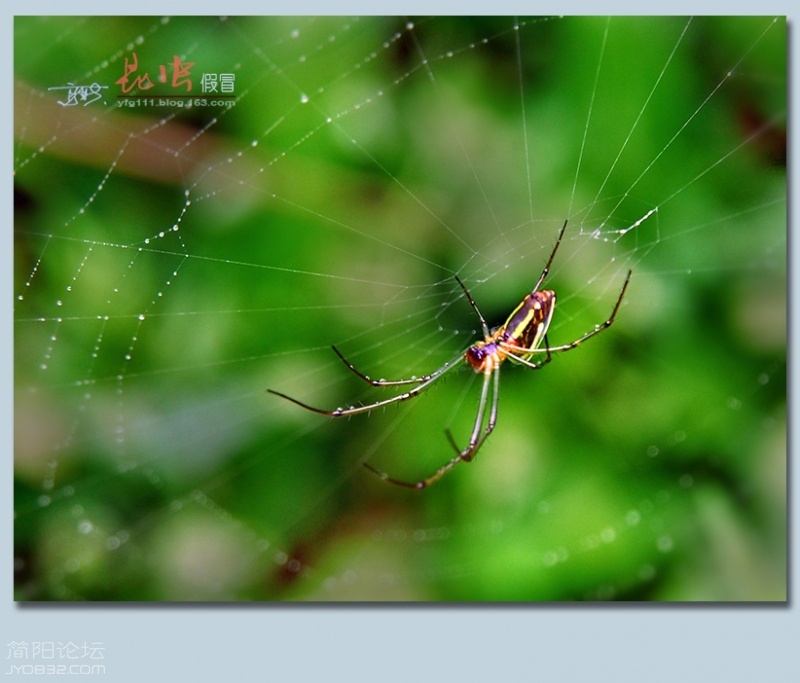 蜘蛛（三）——31.jpg