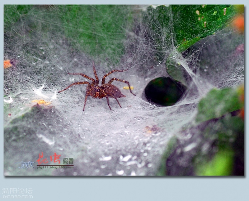 蜘蛛（三）——35.jpg