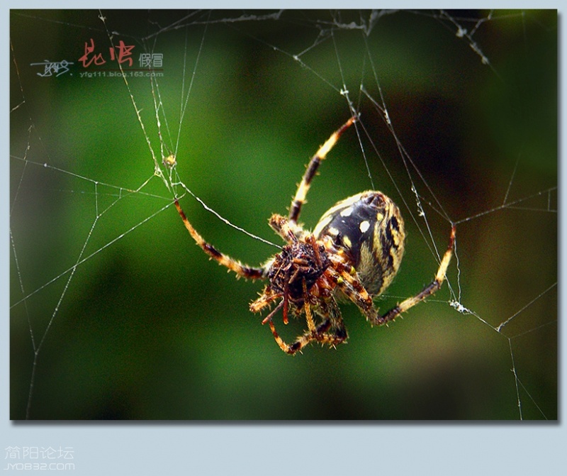 蜘蛛（四）——04.jpg