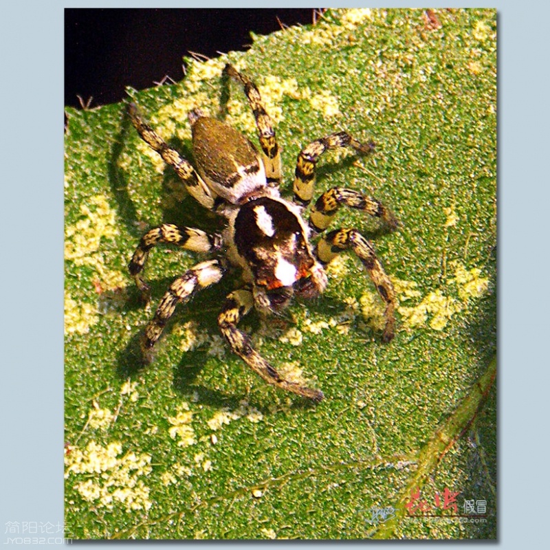 蜘蛛（四）——05.jpg