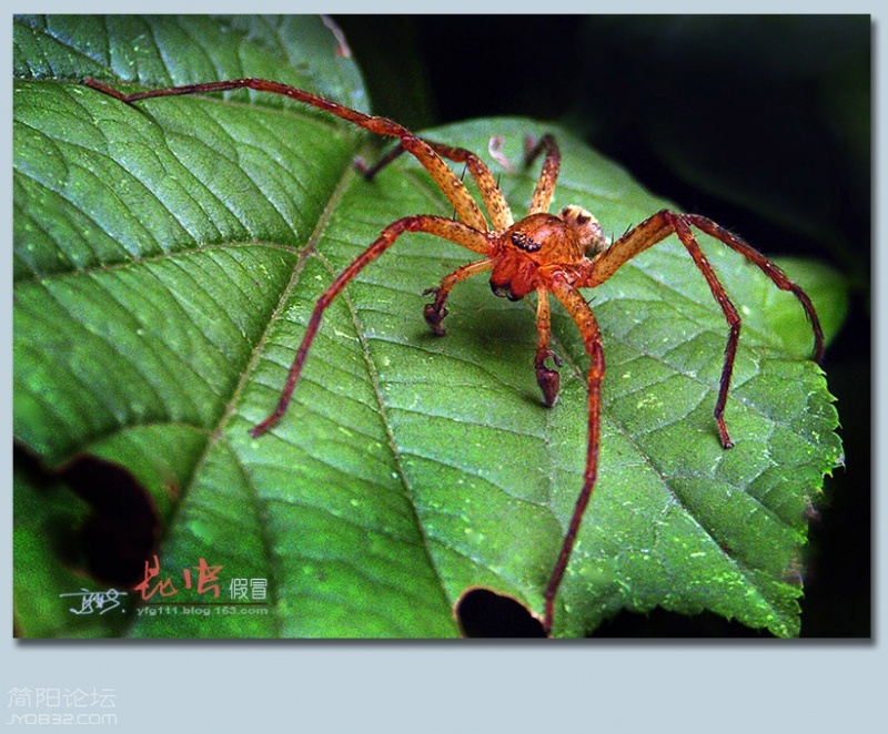 蜘蛛（四）——08.jpg