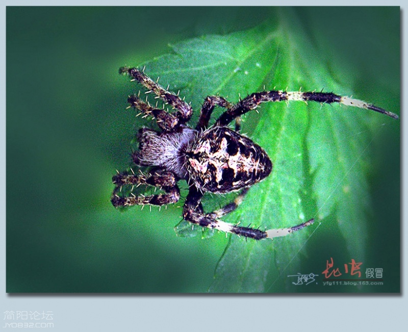 蜘蛛（四）——09.jpg