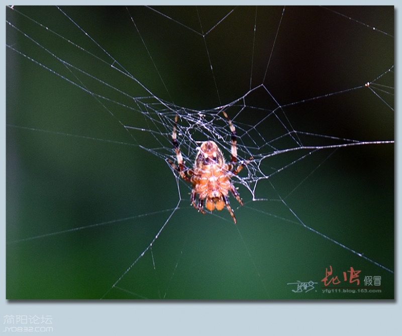 蜘蛛（四）——14.jpg