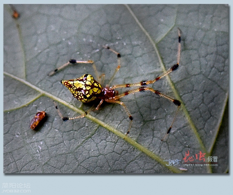 蜘蛛（四）——15.jpg