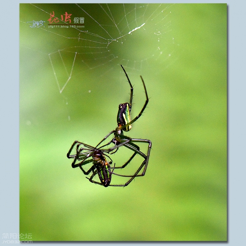 蜘蛛（四）——19.jpg