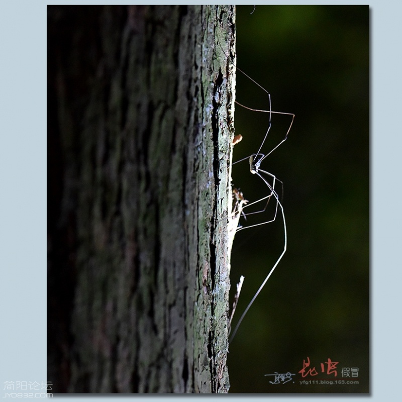 蜘蛛（四）——27.jpg