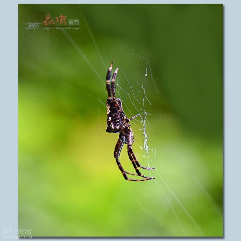 蜘蛛（四）——30.jpg