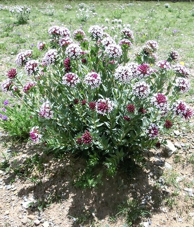 1. 青藏线001 (68).JPG