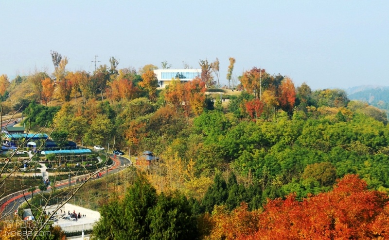 IMG_9132.jpg