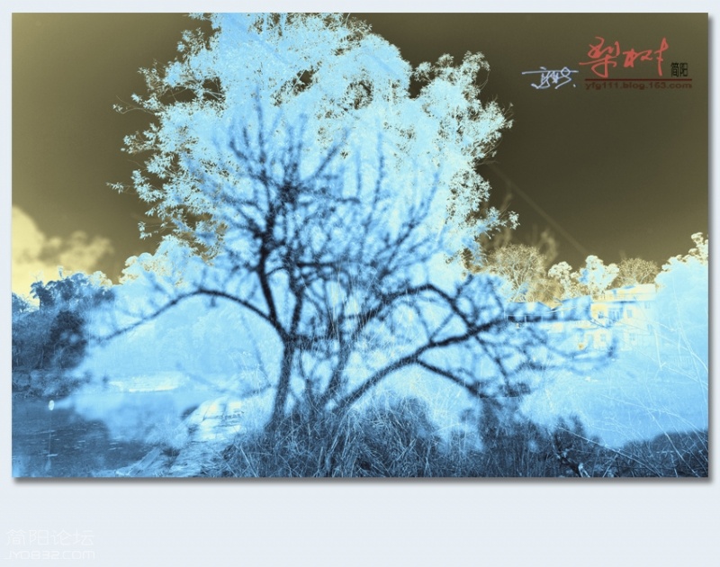 梨树——06.jpg