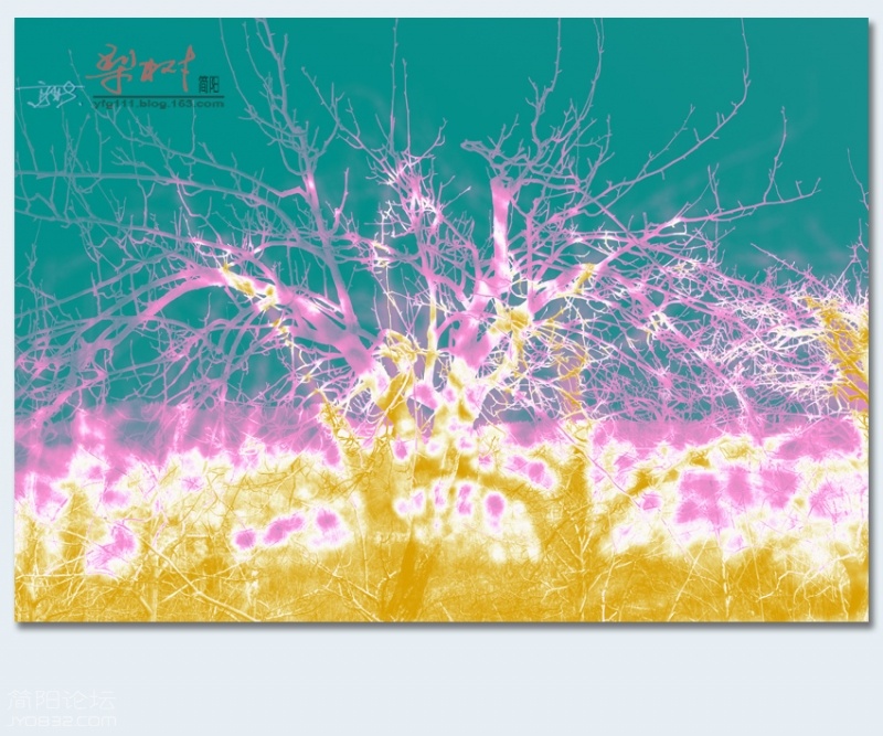梨树——20.jpg