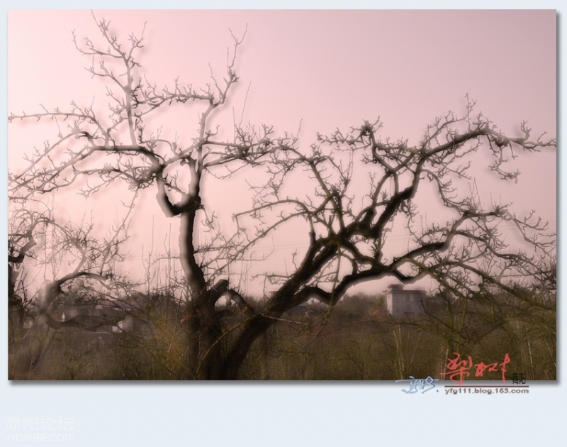 梨树——39.jpg