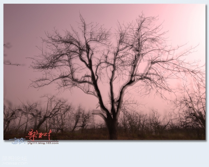 梨树——41.jpg