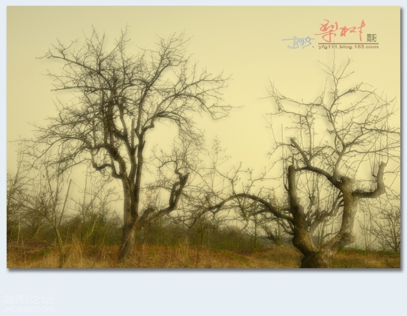 梨树——42.jpg