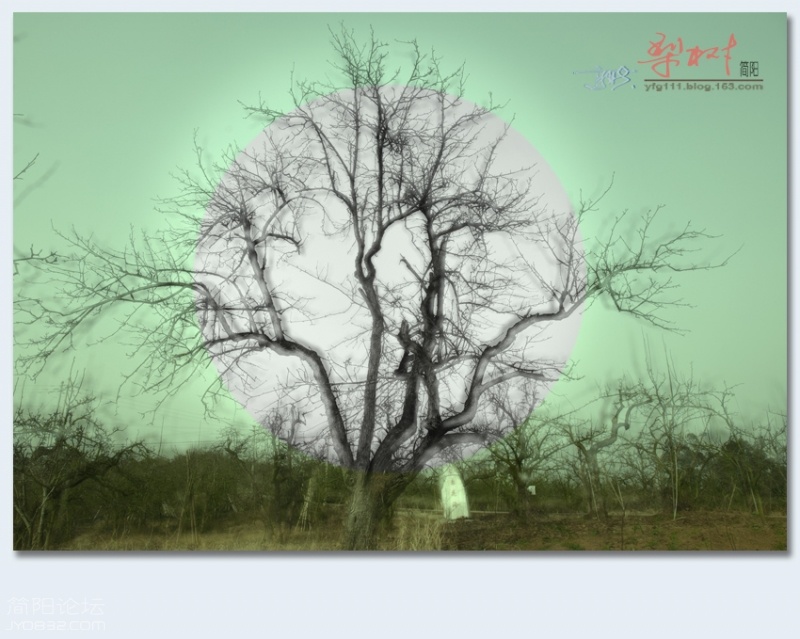 梨树——44.jpg