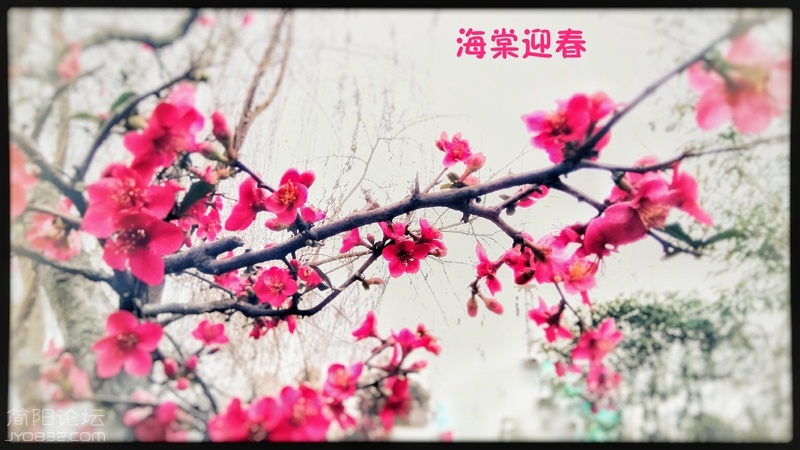 海棠迎春-3-wl.jpg