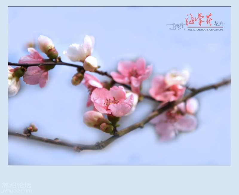 海棠花——01.jpg