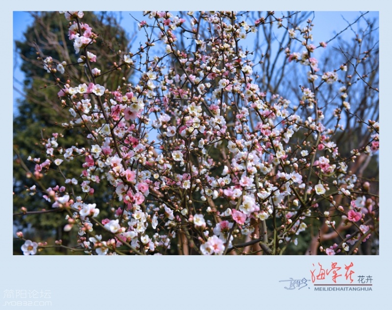 海棠花——10.jpg
