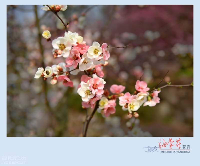 海棠花——11.jpg