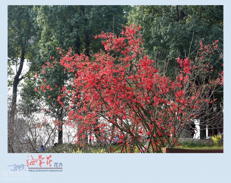 海棠花——12.jpg