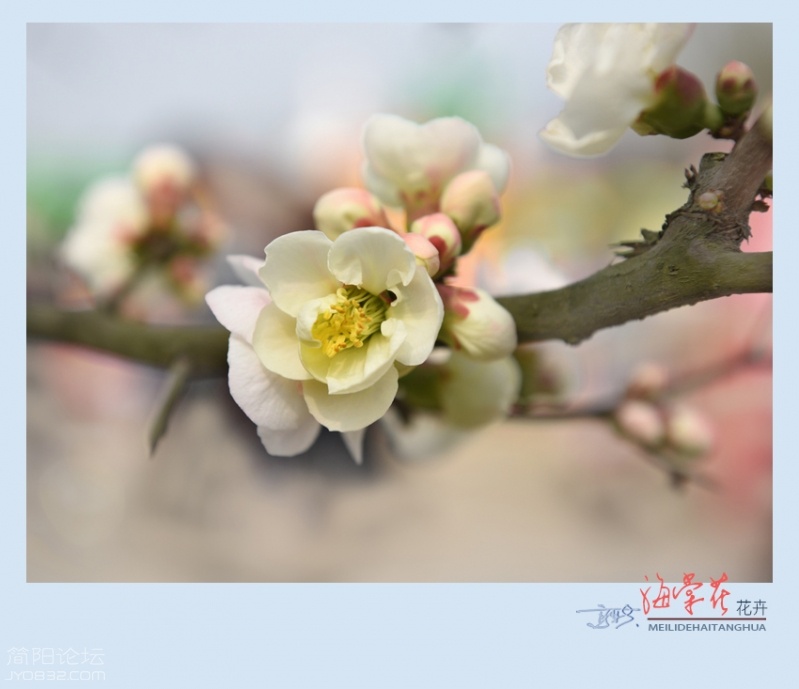 海棠花——15.jpg