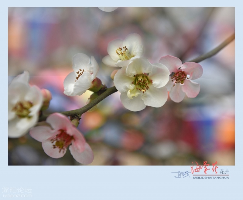 海棠花——17.jpg
