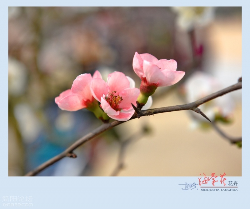 海棠花——18.jpg