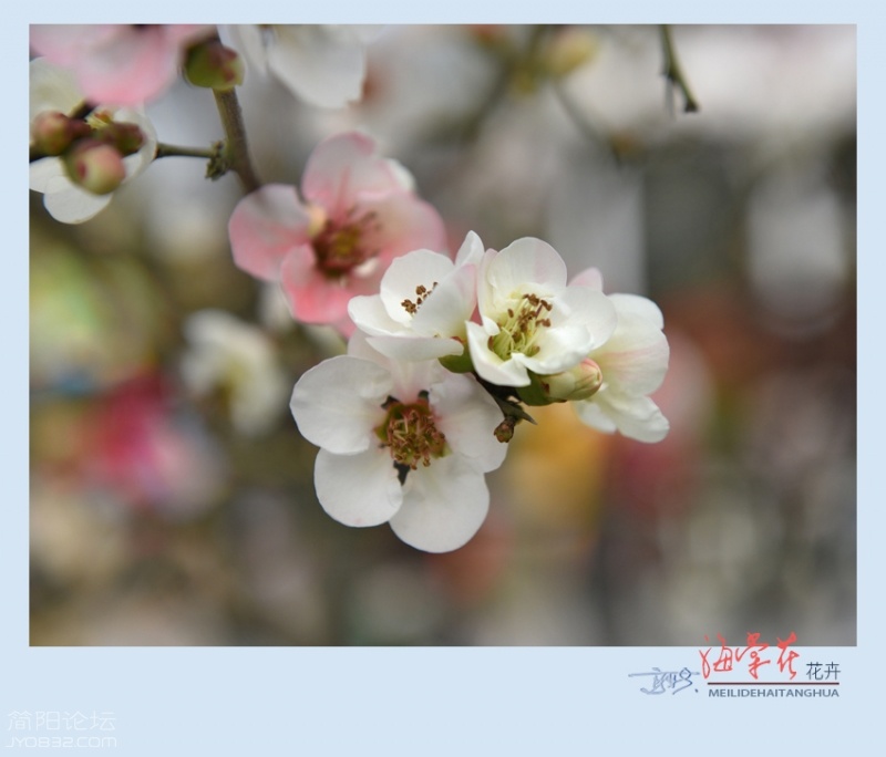 海棠花——19.jpg