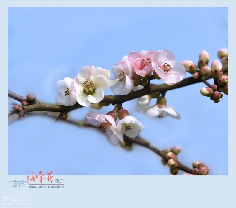 海棠花——21.jpg