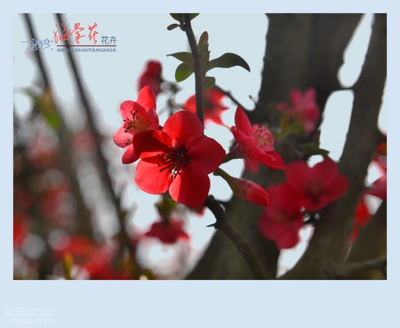海棠花——22.jpg