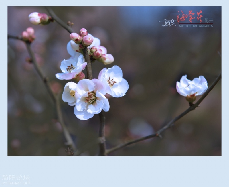 海棠花——25.jpg