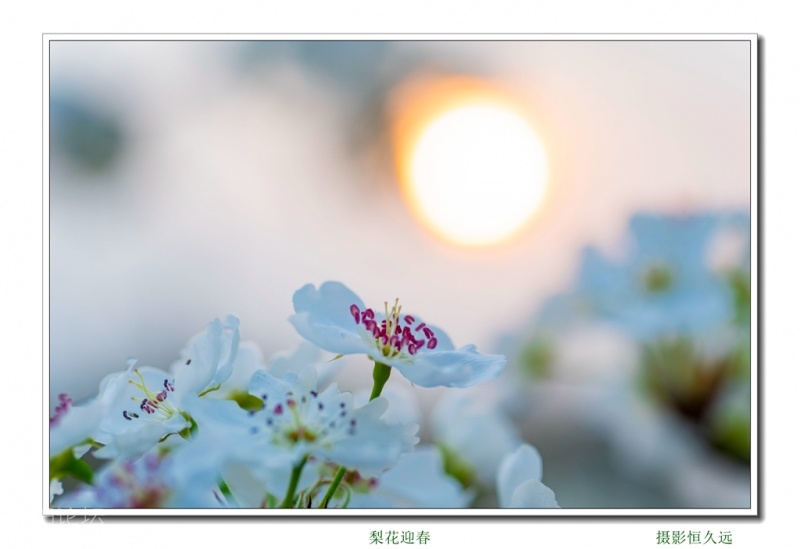 迎春01.jpg