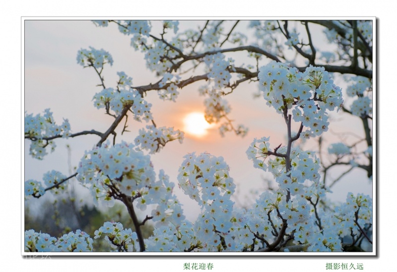 迎春02.jpg