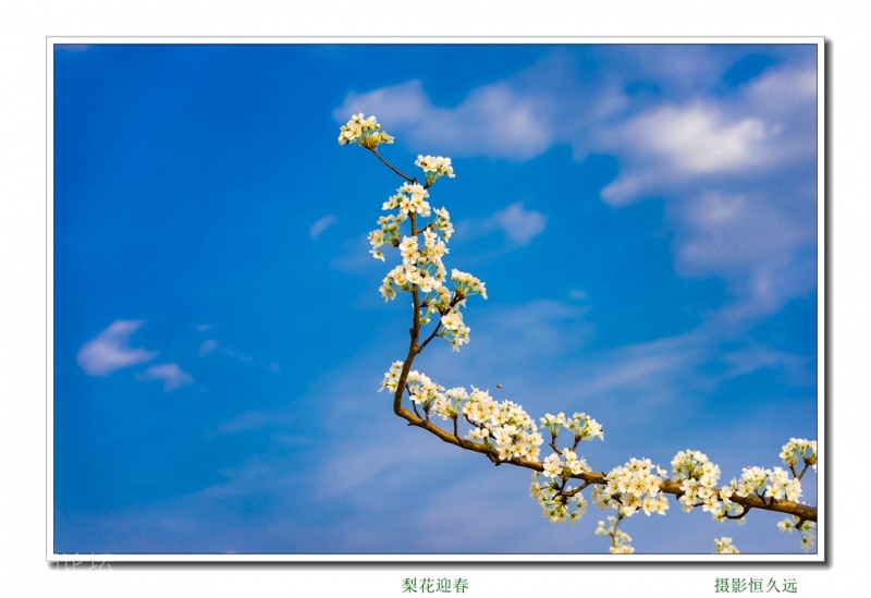 迎春04.jpg