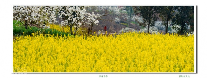 迎春07.jpg