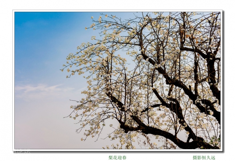 迎春06.jpg
