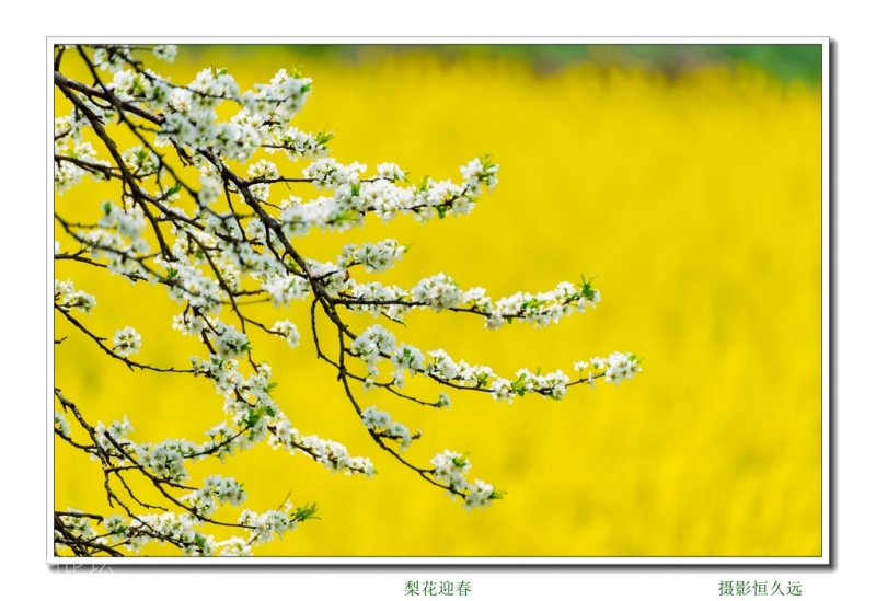 迎春09.jpg