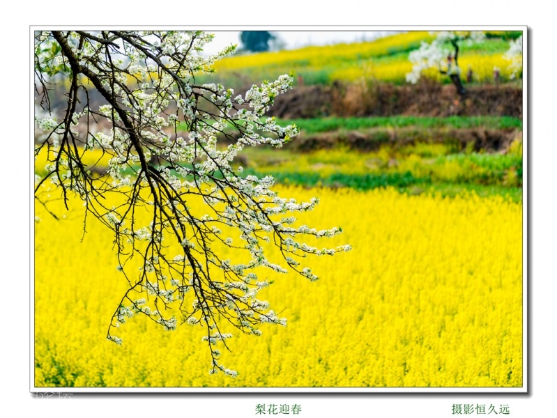 迎春08.jpg