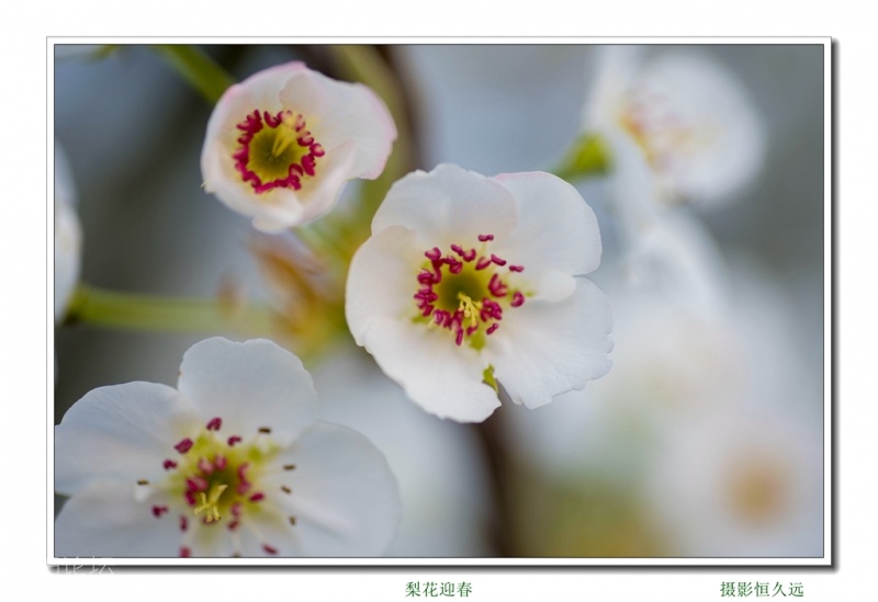 迎春12.jpg