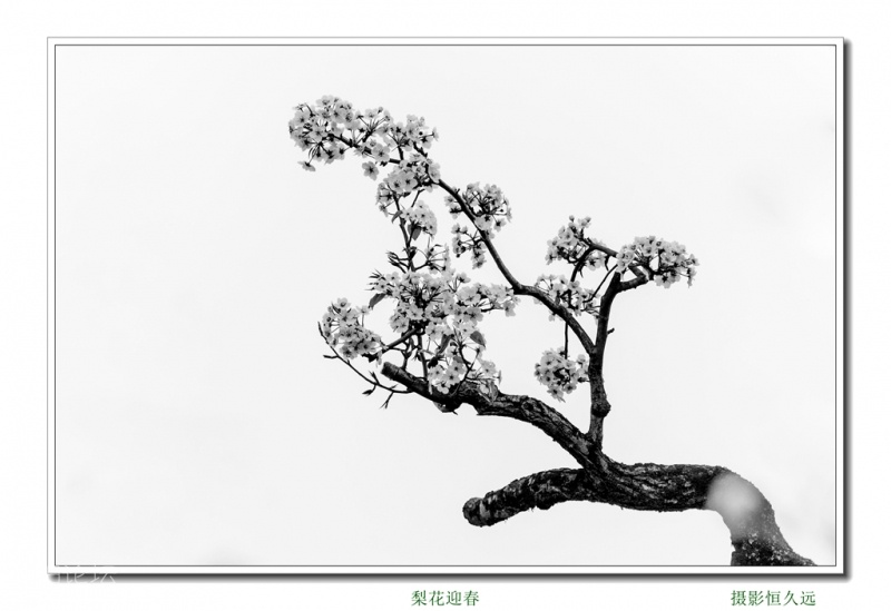 迎春15.jpg