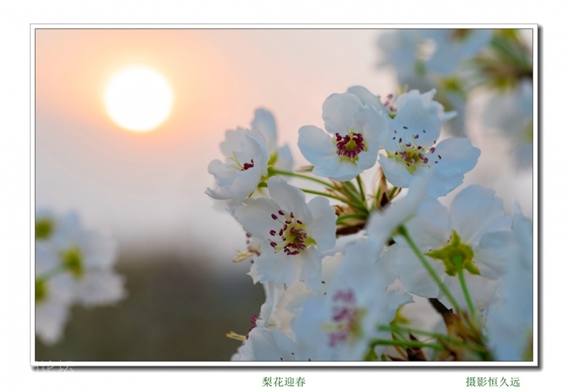迎春21.jpg