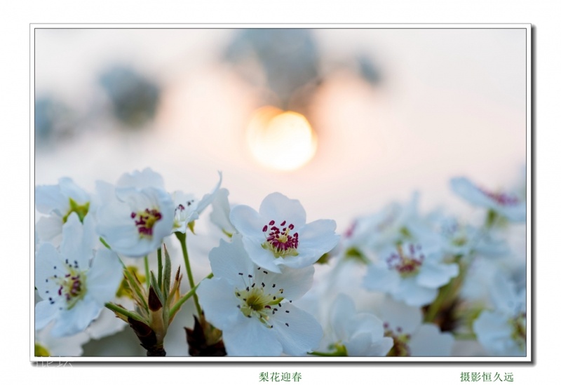迎春19.jpg