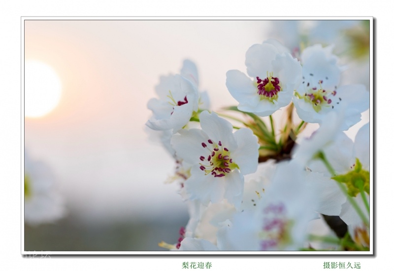 迎春20.jpg