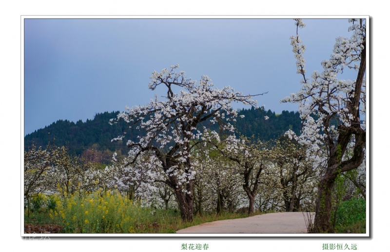 迎春22.jpg