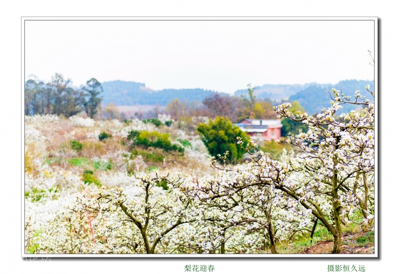 迎春23.jpg