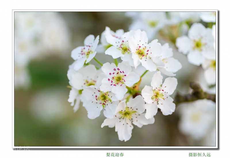 迎春24.jpg