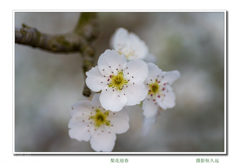 迎春25.jpg