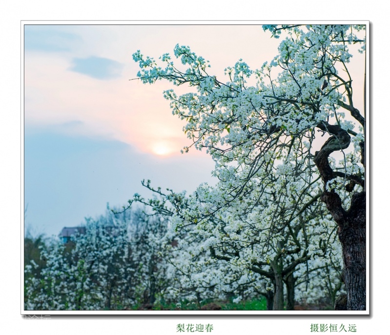 迎春26.jpg